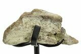 Fossil Hadrosaur (Edmontosaurus?) Jaw Section w/ Metal Stand #378528-2